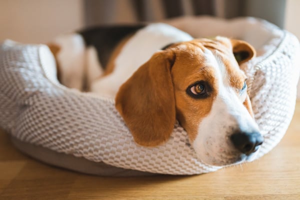 un chien beagles dans son panier