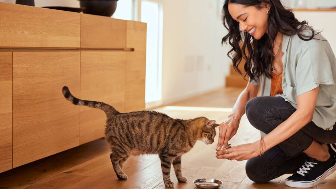 Croquettes pour chat : Ce que tout propriétaire devrait savoir