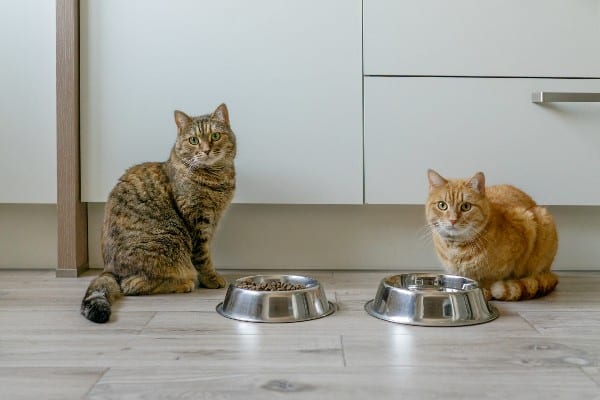 deux chat devant leurs bols