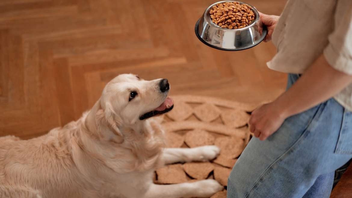 Pourquoi les croquettes Vivrac sont-elles un choix judicieux pour l’alimentation de votre chien ?