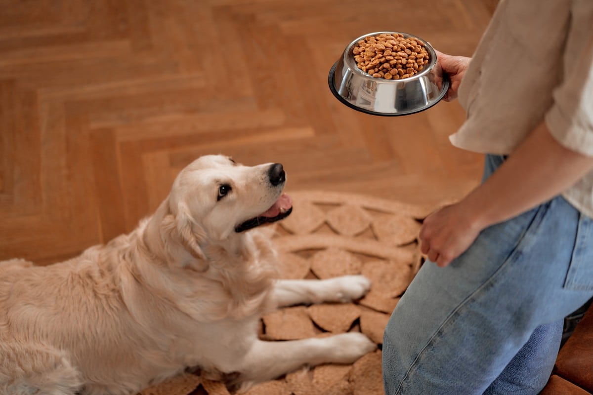 Pourquoi les croquettes Vivrac sont-elles un choix judicieux pour l’alimentation de votre chien ?