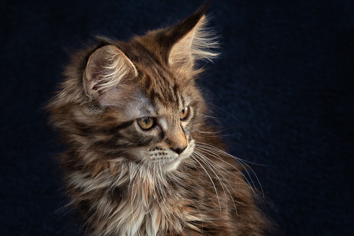 8 raisons pour lesquelles le Maine Coon est le chat idéal pour les familles